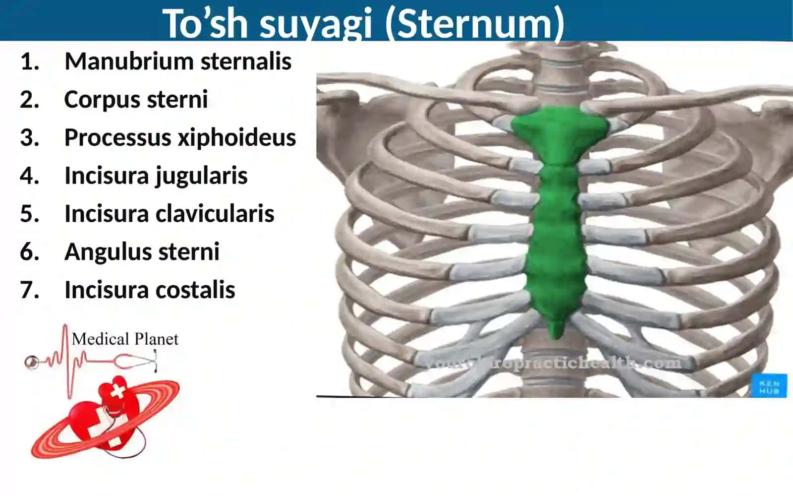Ossternum, costae, clavicula 3