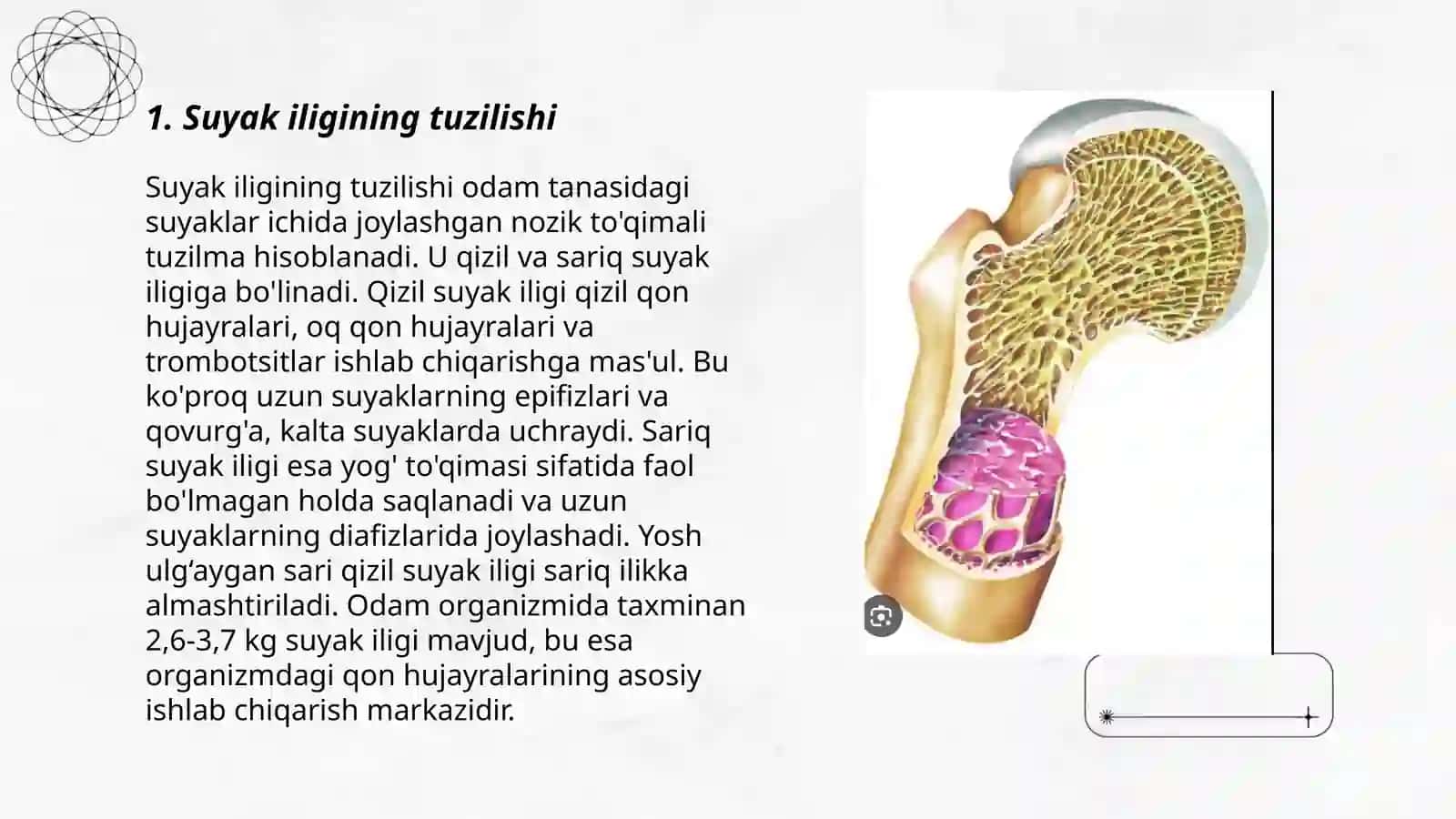 Suyak iligining tuzilishi 3