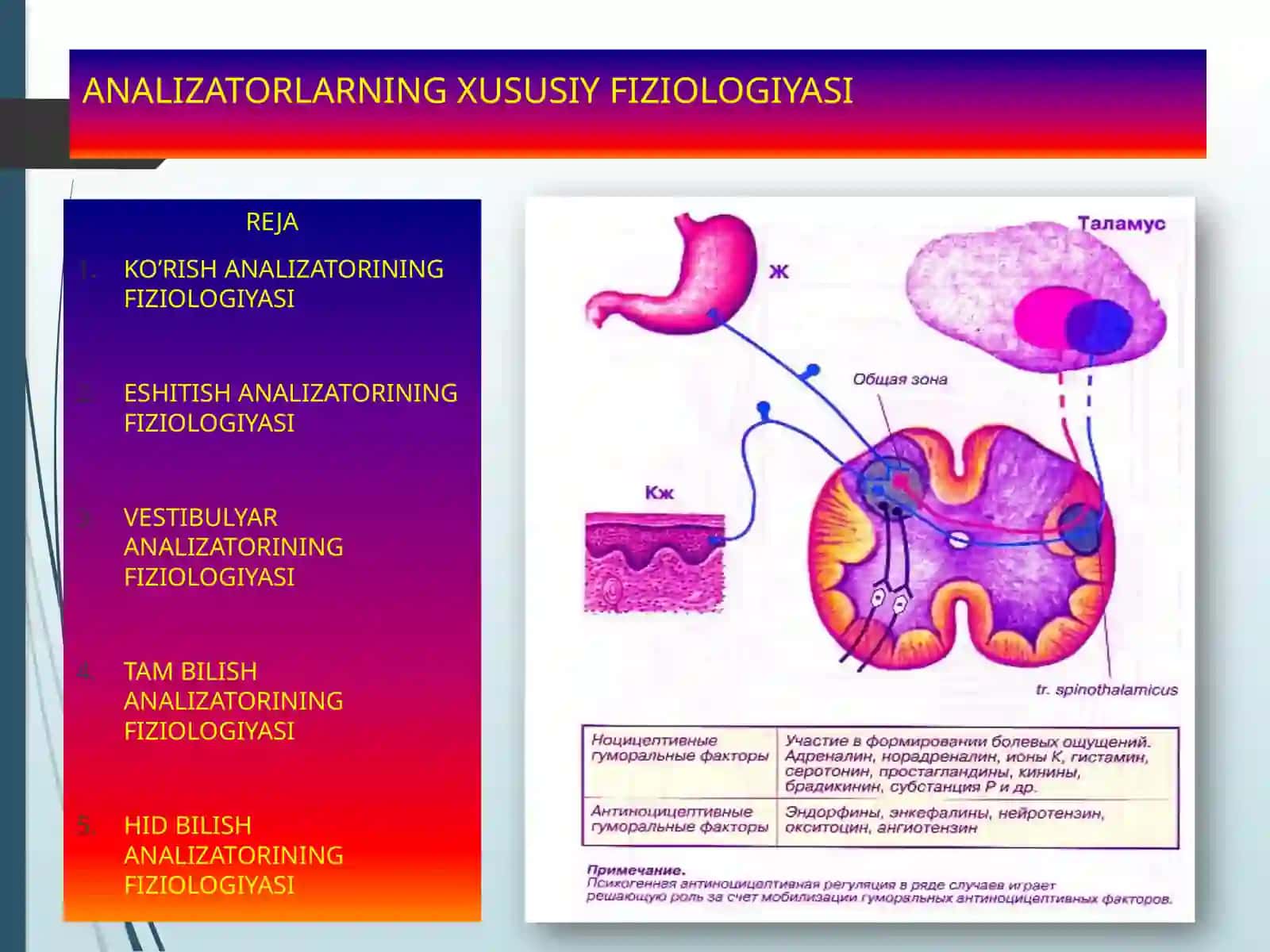 ANALIZATORLAR FIZIOLOGIYASI 3