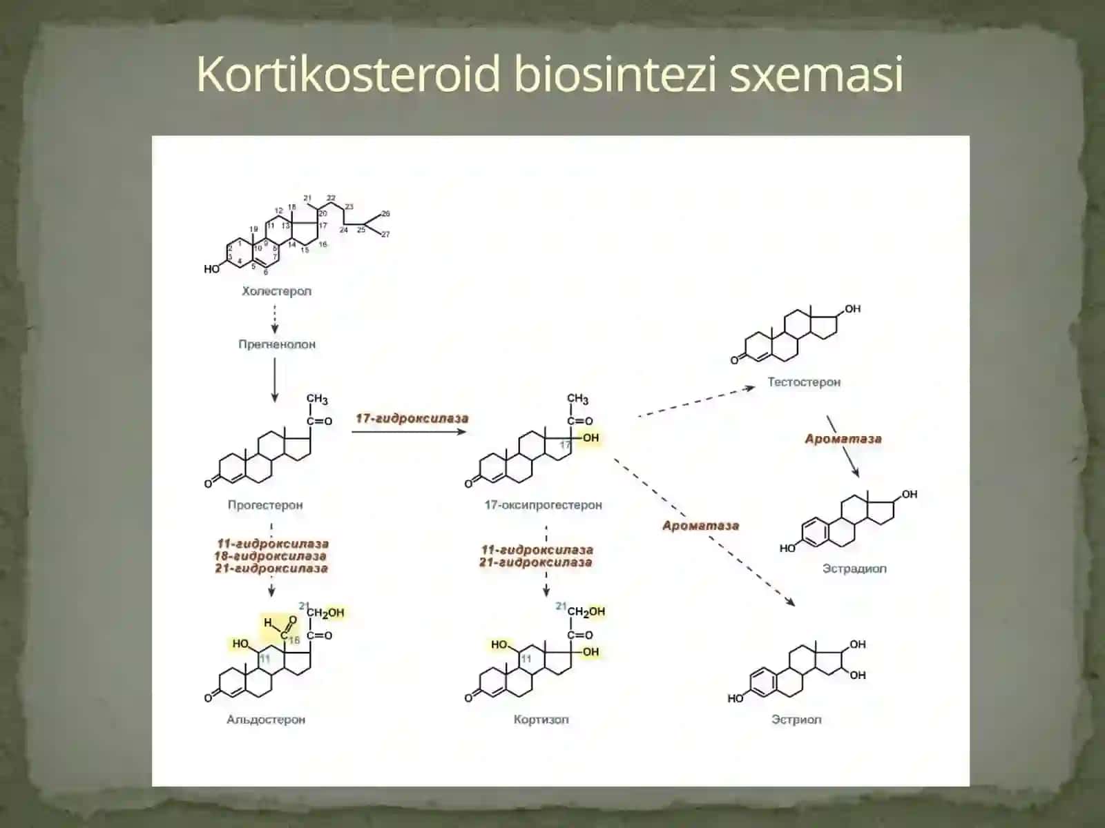 Buyrak usti bezlari 3
