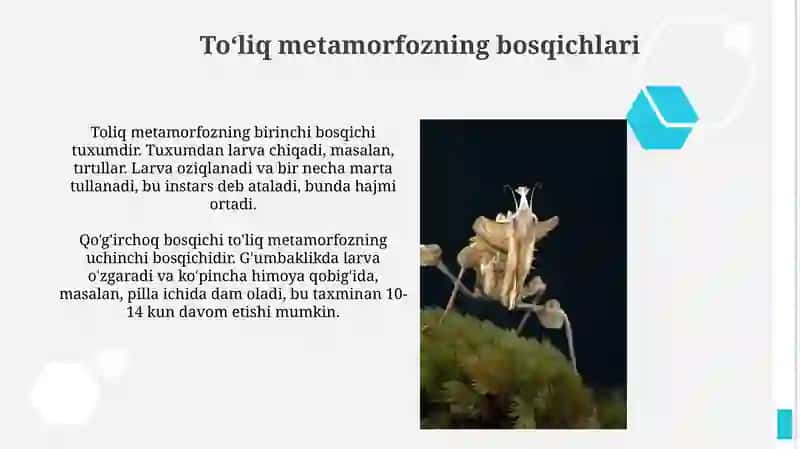 Toʻliq metamorfoz 3