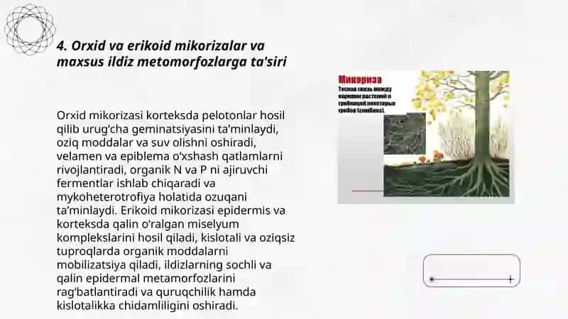 Mikoriza va ildiz metomorfozi 3
