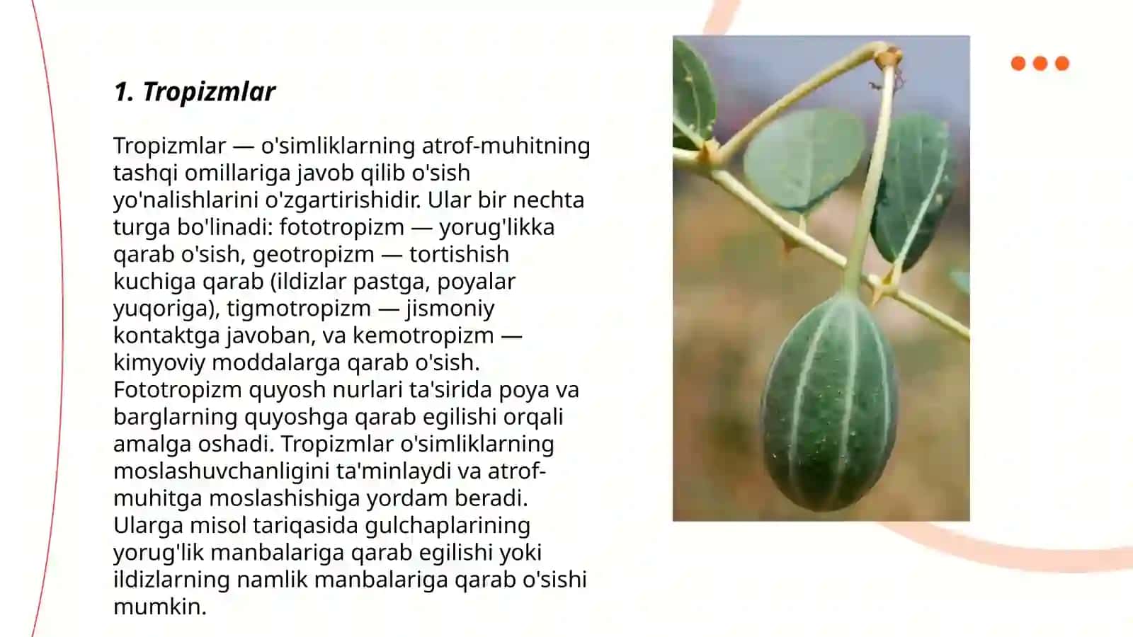 Tropizmlar 3