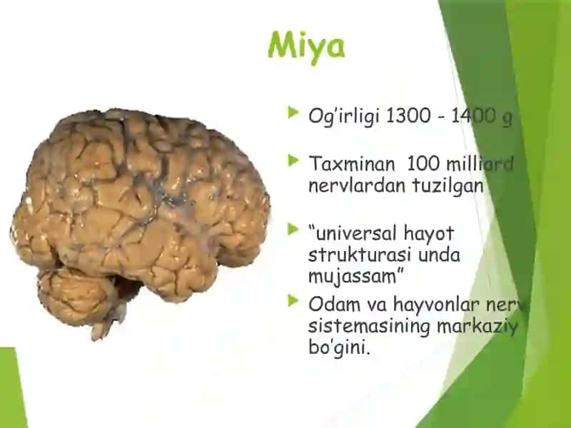 Orqa miya anatomiyasi 3