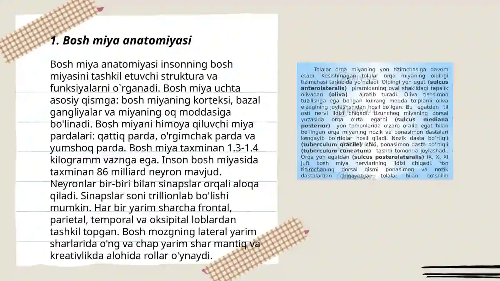 Bosh miyaning tuzilishi 3