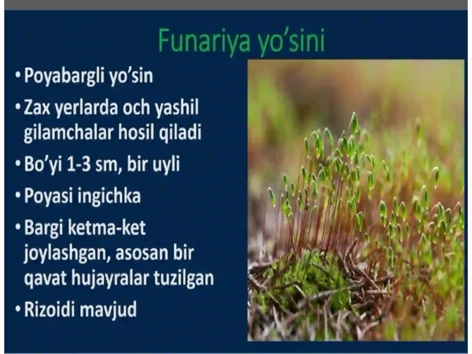 Qirqbo'g'imlarbo'limi 3