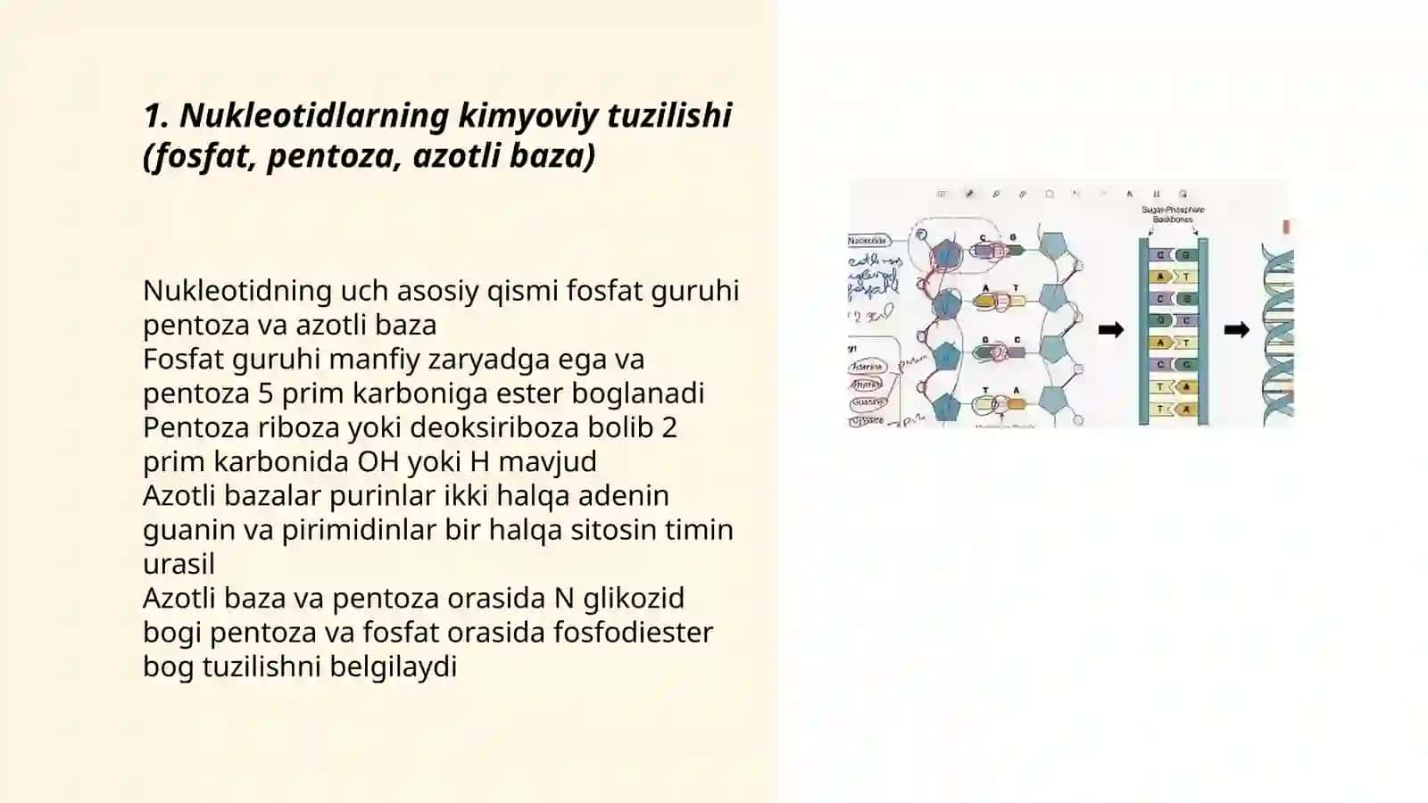 Nuklenin kislotalardin duzilisi funkciyasi 3