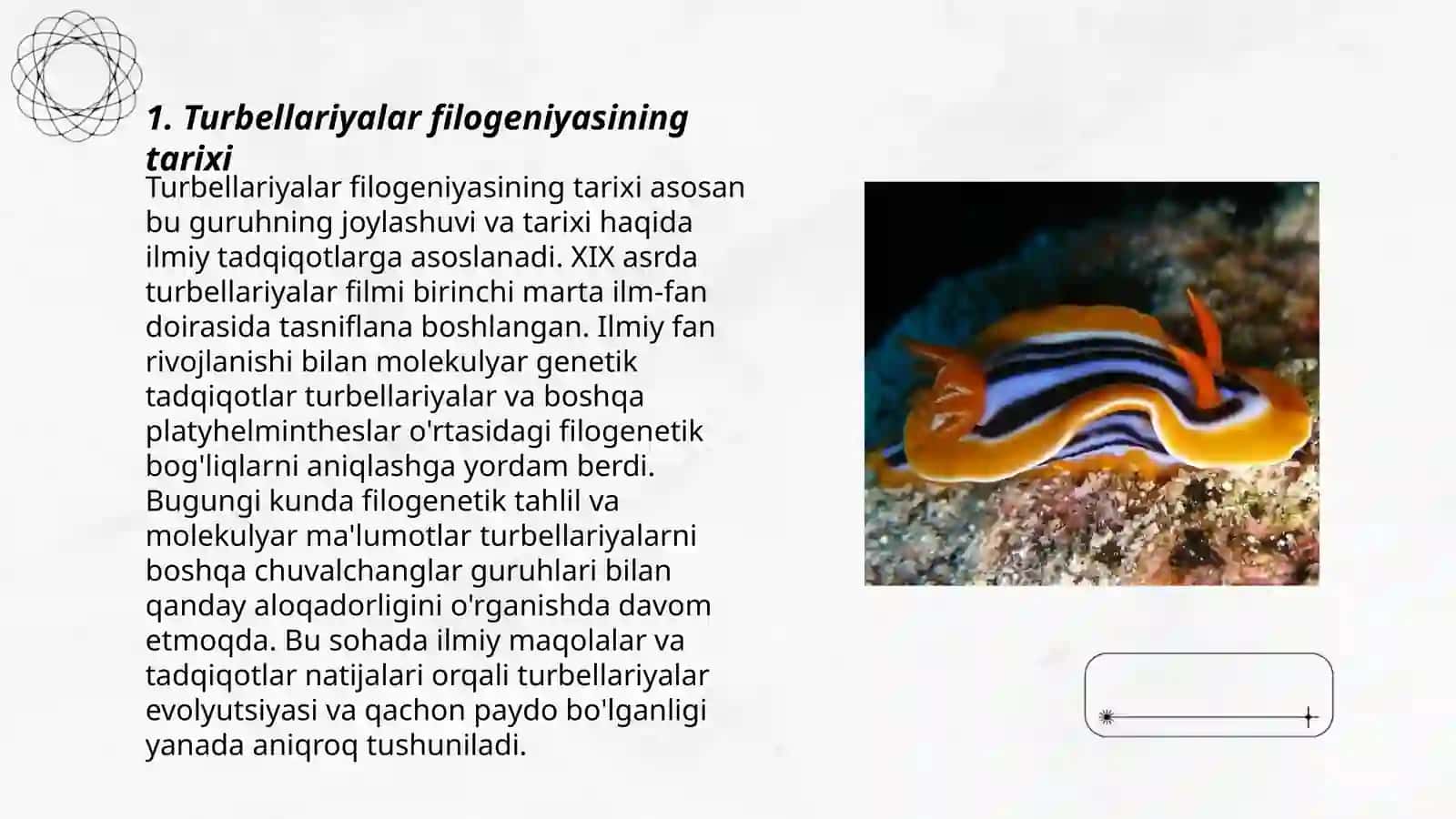 Turbellariyalar filogeniyasi 3