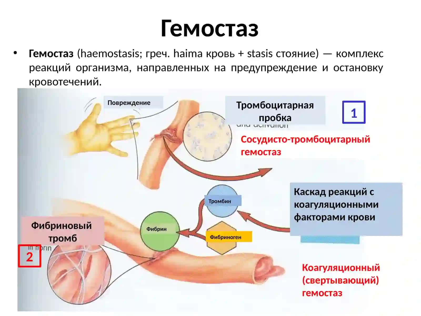 ФИЗИОЛОГИЯ СИСТЕМЫКрови.ГЕМОСТАЗ 3