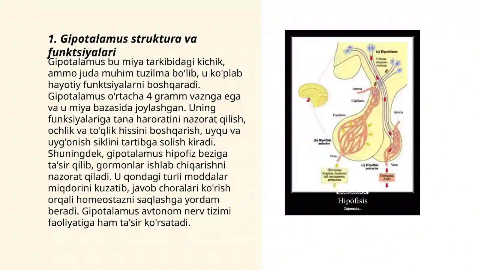 Gipotalamo-gipofizar tizim faoliyati 3