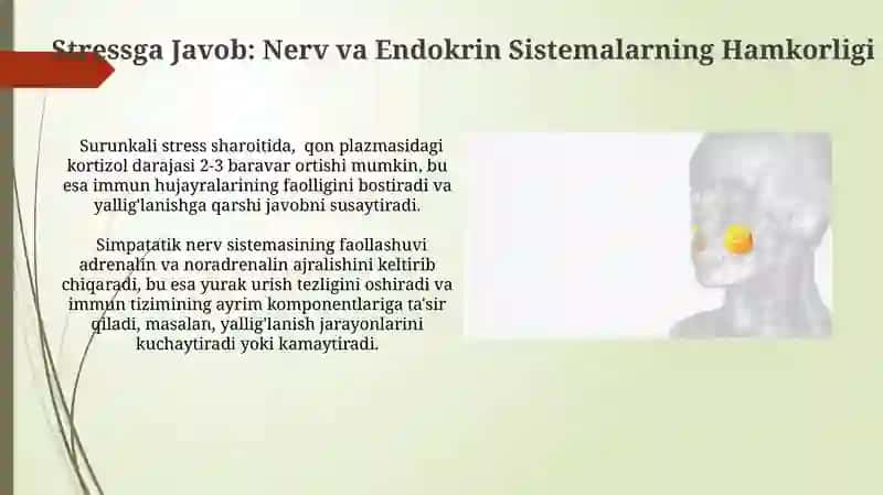 Endokrin va nerv tizimining aloqasi 3