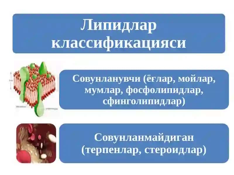 Липидлар 3