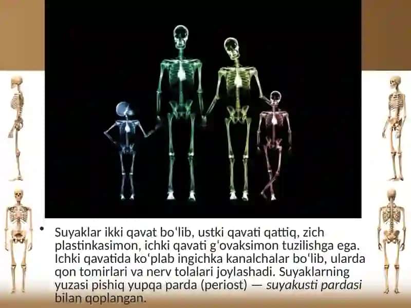 Suyaklarning tuzilishi va tartibi 3