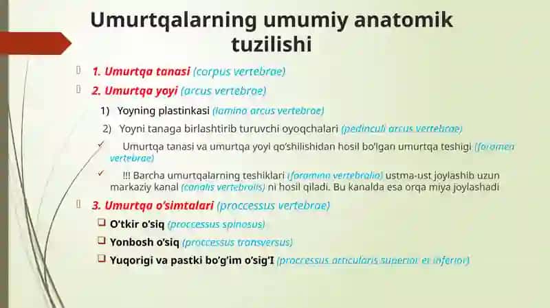 Umurtqa anatomiyasi 3