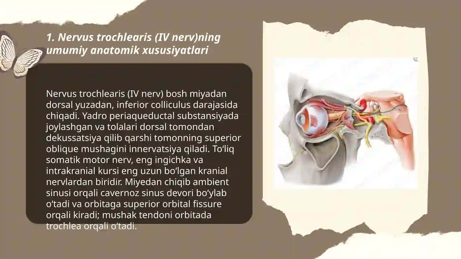 Nervus trochlearis klinik anatomiyasi 3