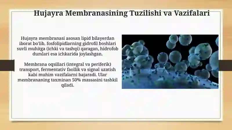 Hujayra Membranasi 3