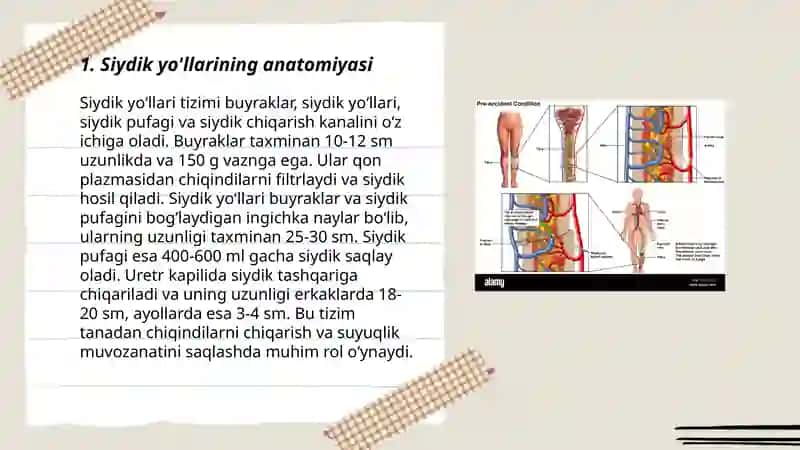 Siydik yo'llarining rivojlanish nuqsonlari 3