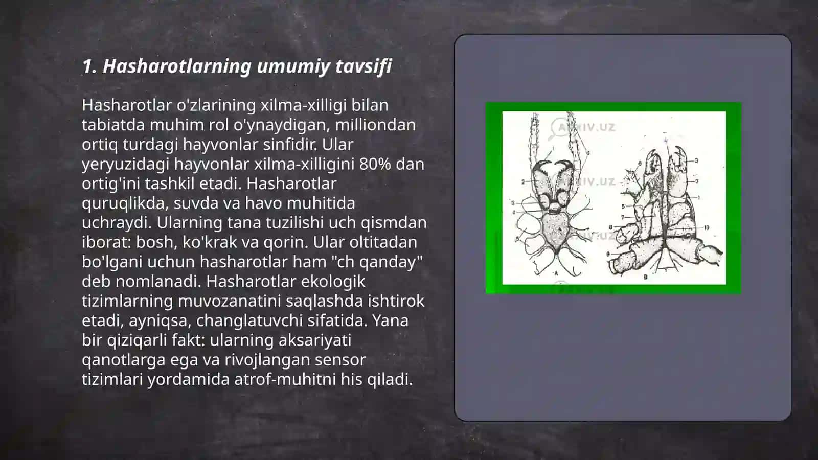 Zararkunanda hasharotlarning asosiy guruhlari 3