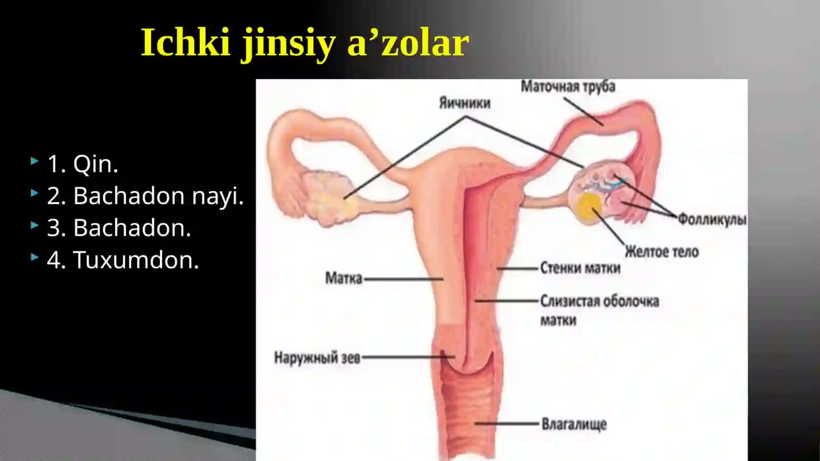 AYOLLAR JINSIY A’ZOLARI ANATOMIYASI 3