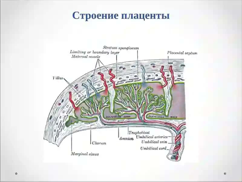 ПАТОЛОГИЯ ПОСЛЕДА 3