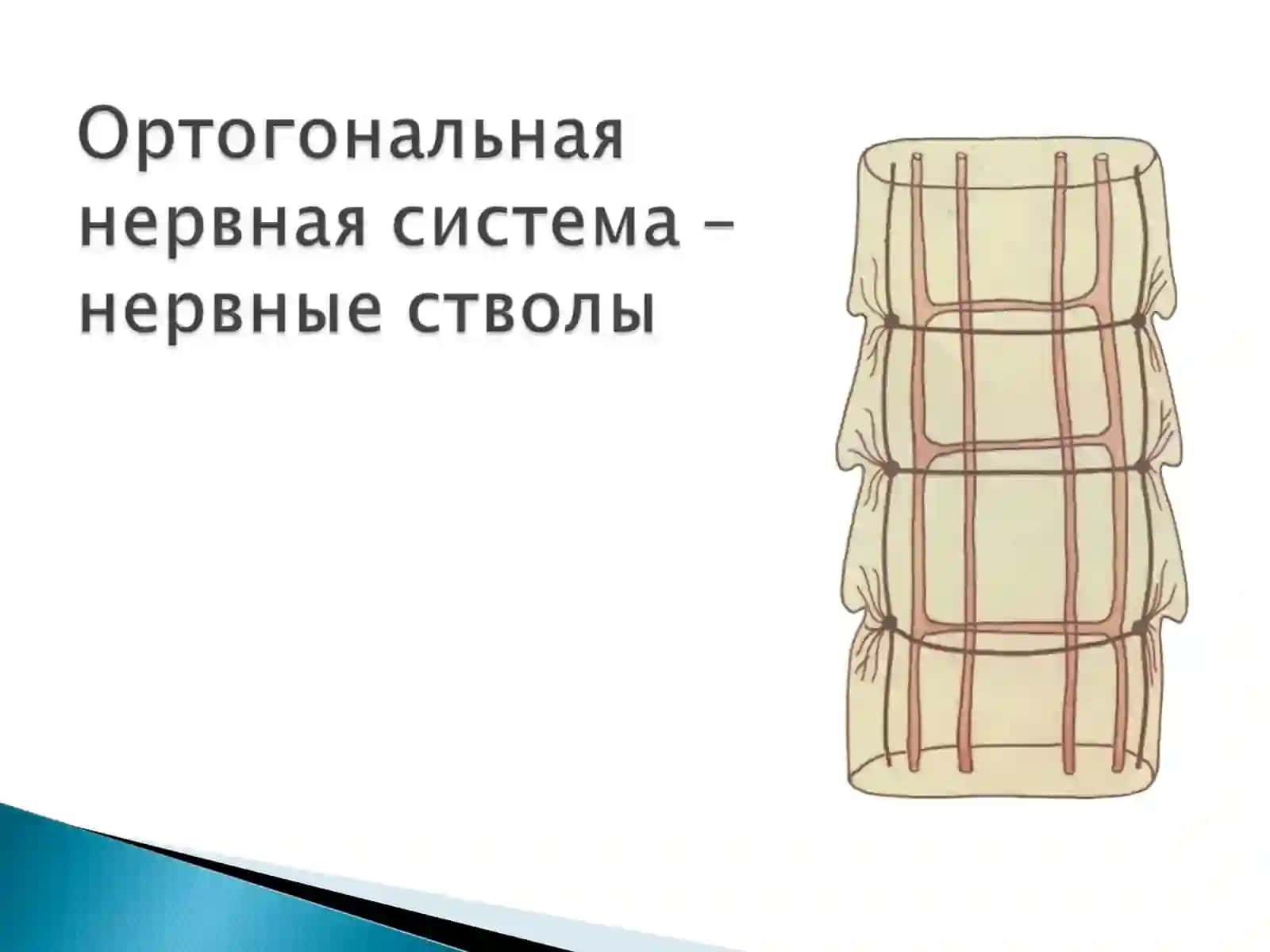 Тип Плоские черви-Plathelminthes 3