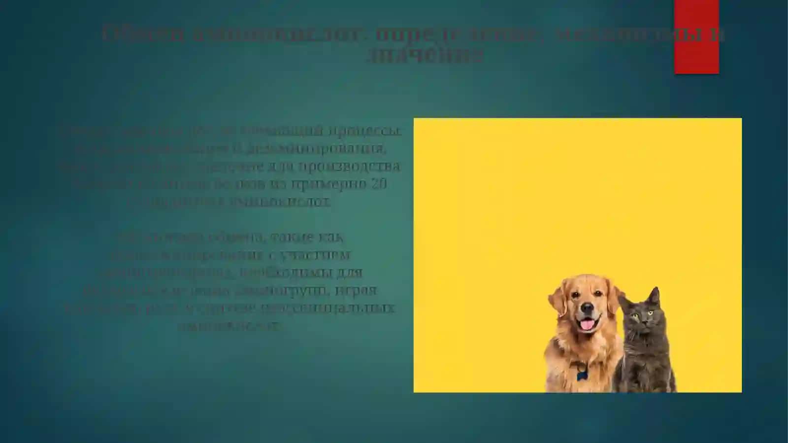 Обмен отдельных аминокислоты 3