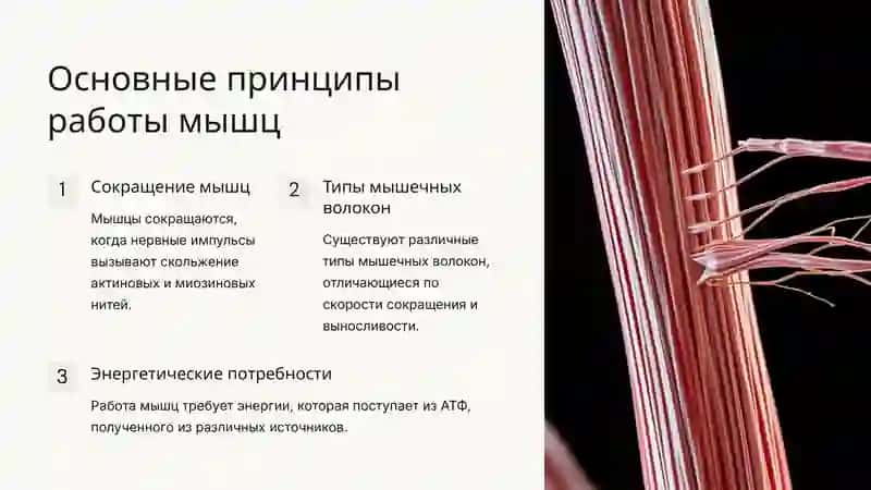 Иш ва касалларнинг биомеханикаси: Лесгафт таълими 3
