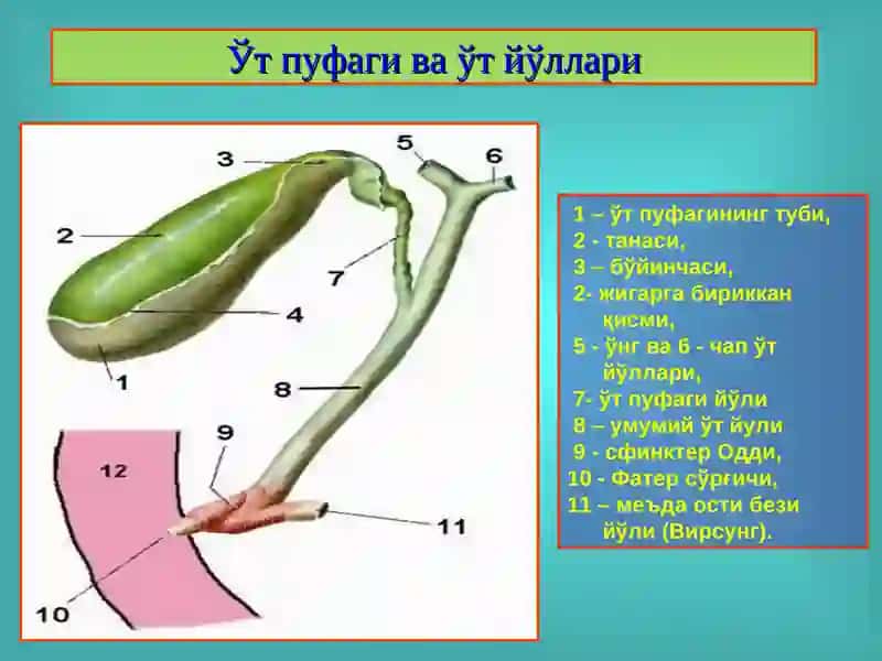 Ўт тош касаллиги. Холециститлар, диагностикаси ва даволаш 3