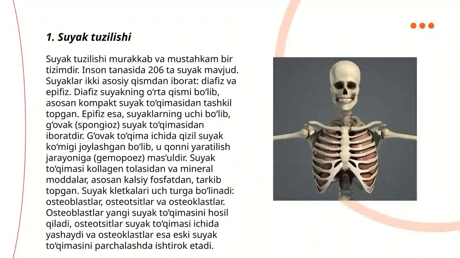 Skelet suyaklarining rentgenanat 3