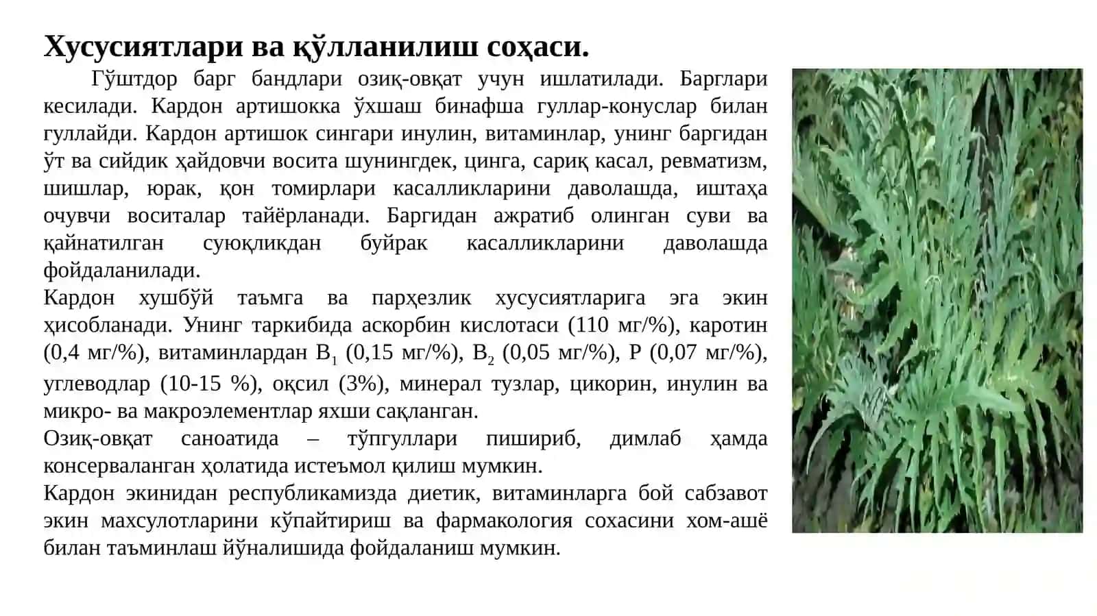 КАРДОН,КОЛЬРАБИ,КОТОВНИК 3