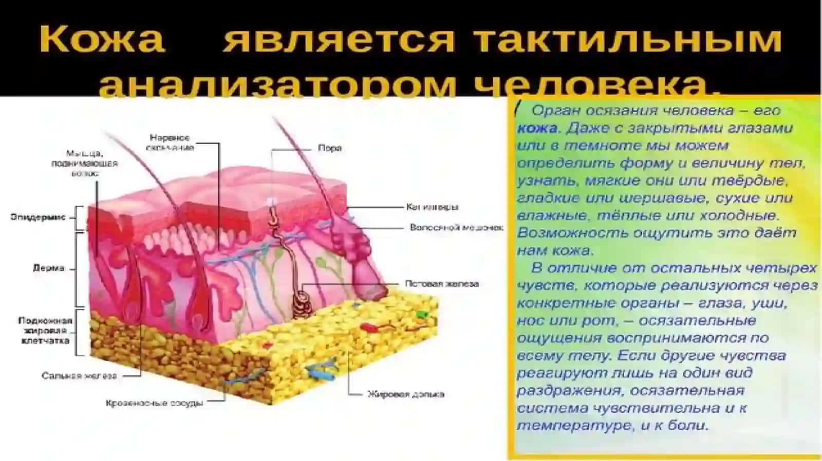 Тактильная сенсорная система 3