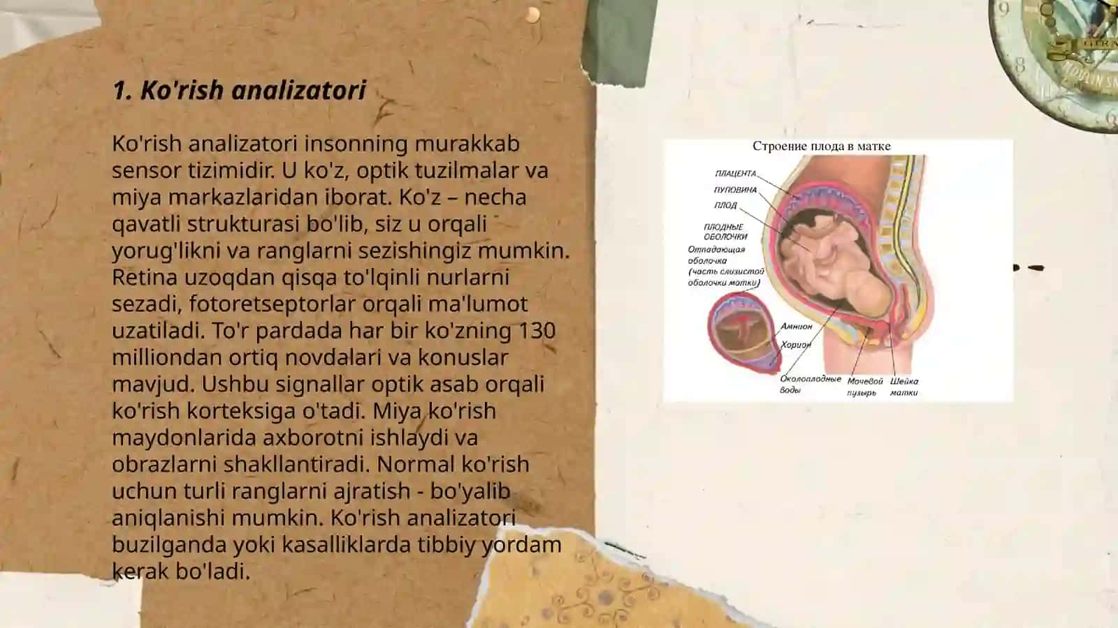 Sezgi organlari va analizatorlar 3