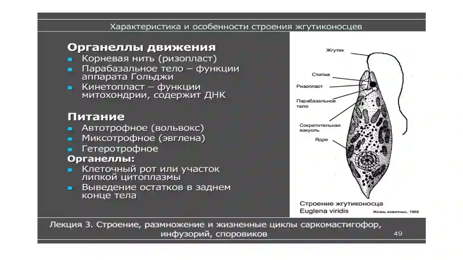 Класс жгутиковые 3