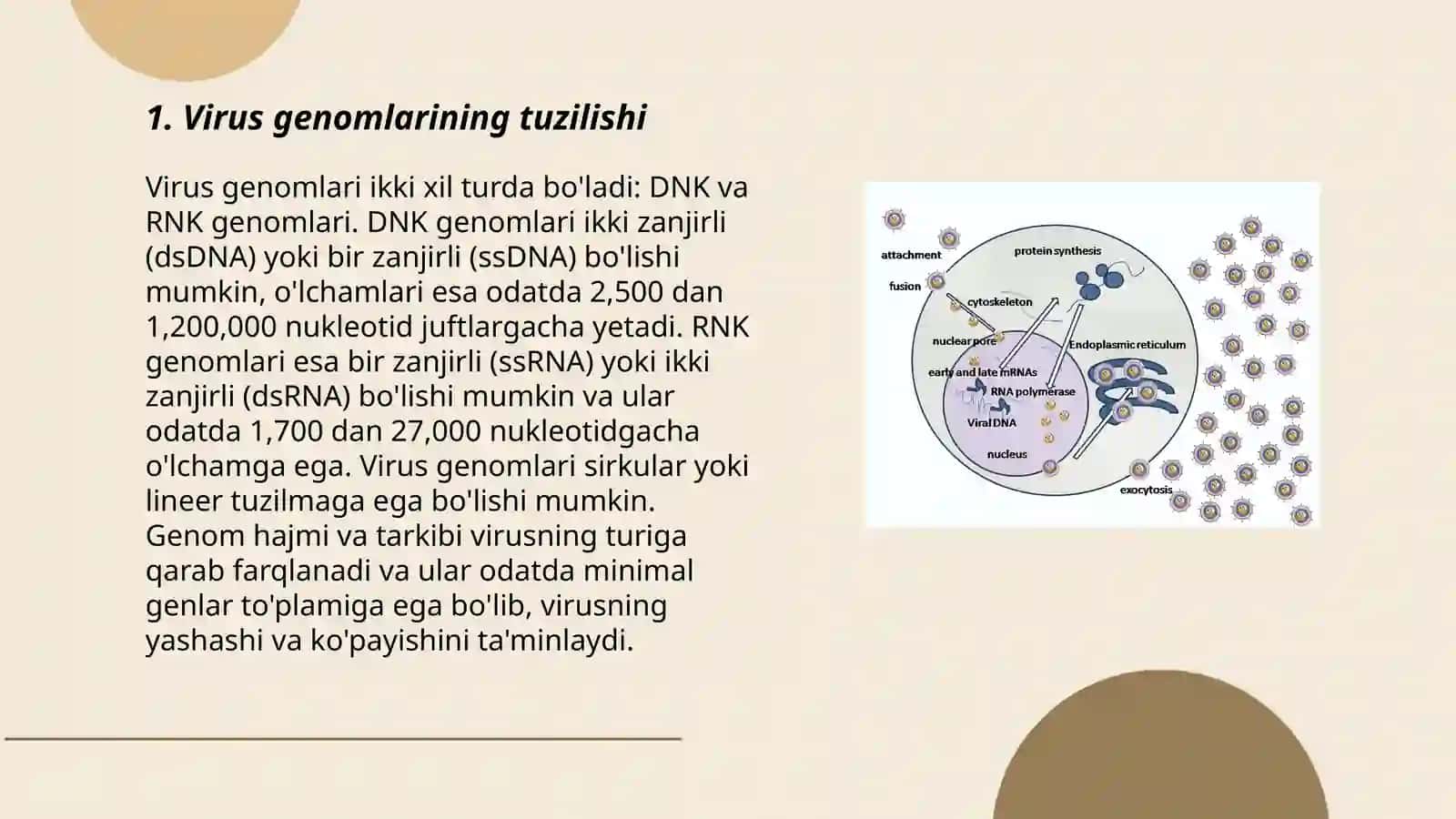 Virus genomlarining replikatsiyasi va transkripsiyasi 3