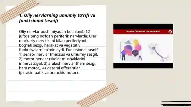 Oliy nervlar 3
