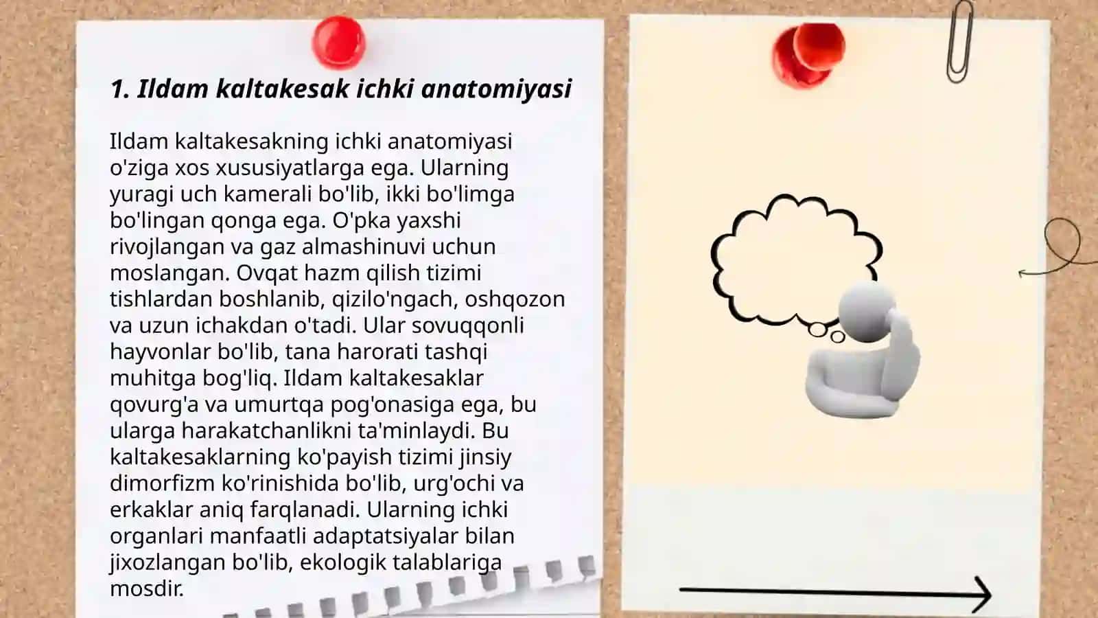Ildam kaltakesak ichki tuzilishi 3