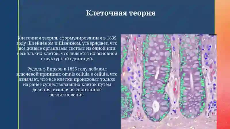 Клеткаиткань 3