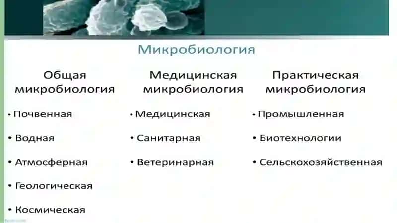 Предмет и задачи медицинской микробиологии 3