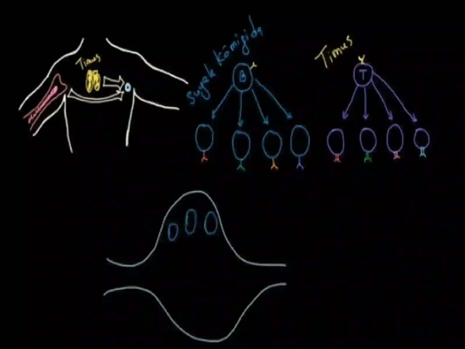Immunokomponent hujayra kooperatsiyasi 3
