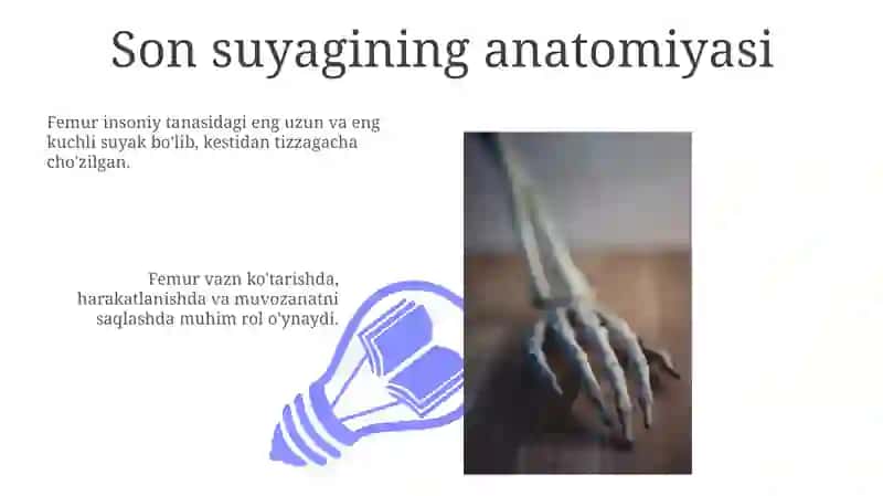 Son suyagi anatomiyasi 3