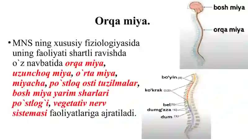Nerv tizimining xususiy fiziologiyasi 3