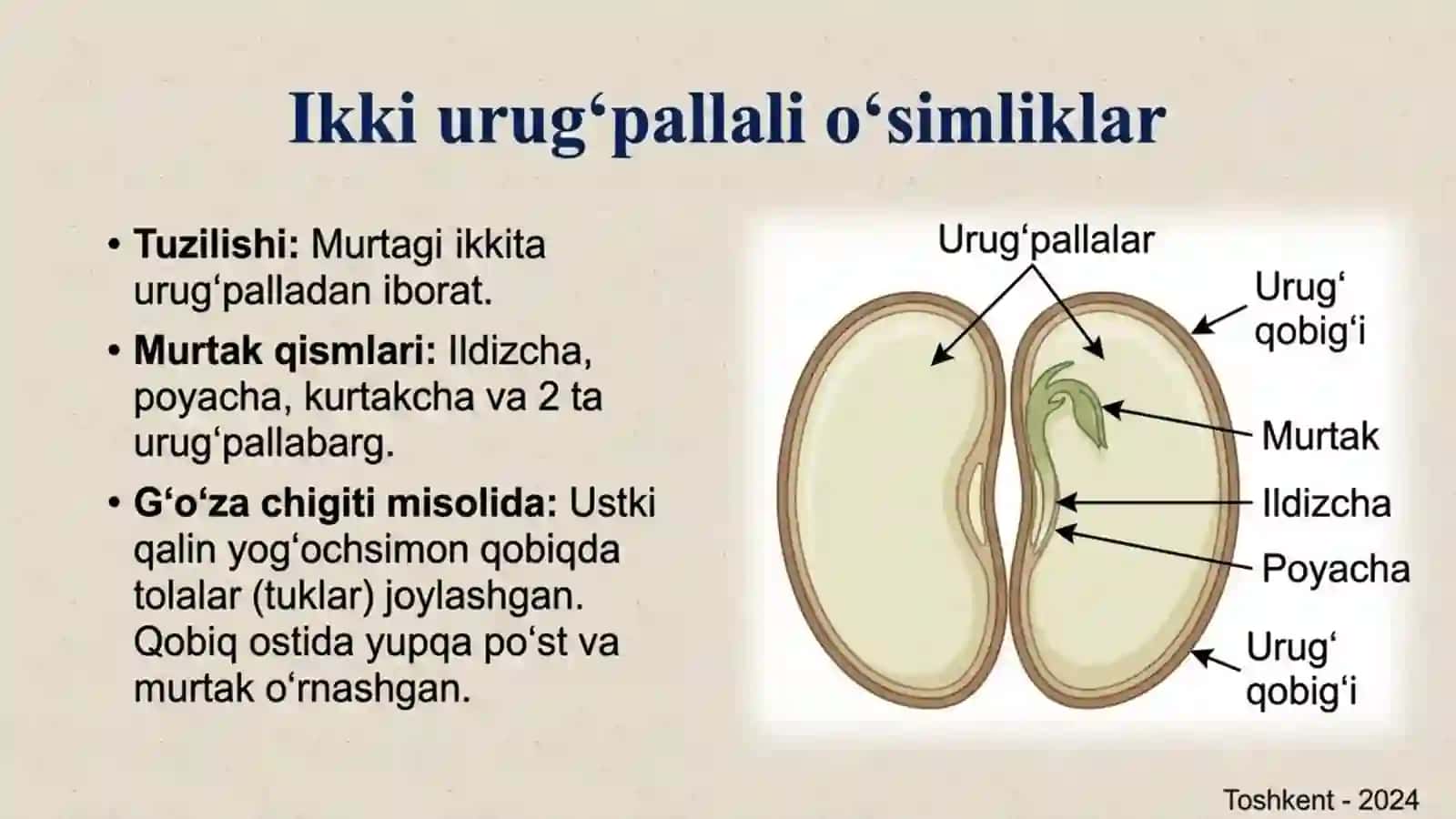 Urug' - o'simliklarning ko'payish organi 3