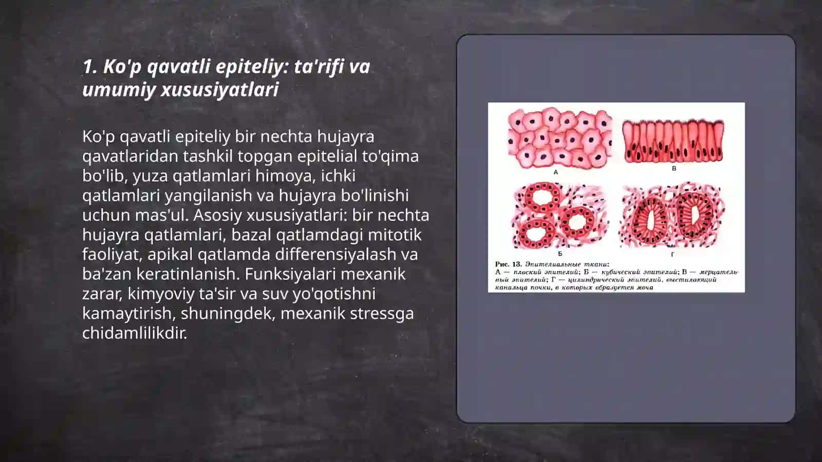 Ko'p qavatli Epiteliy 3