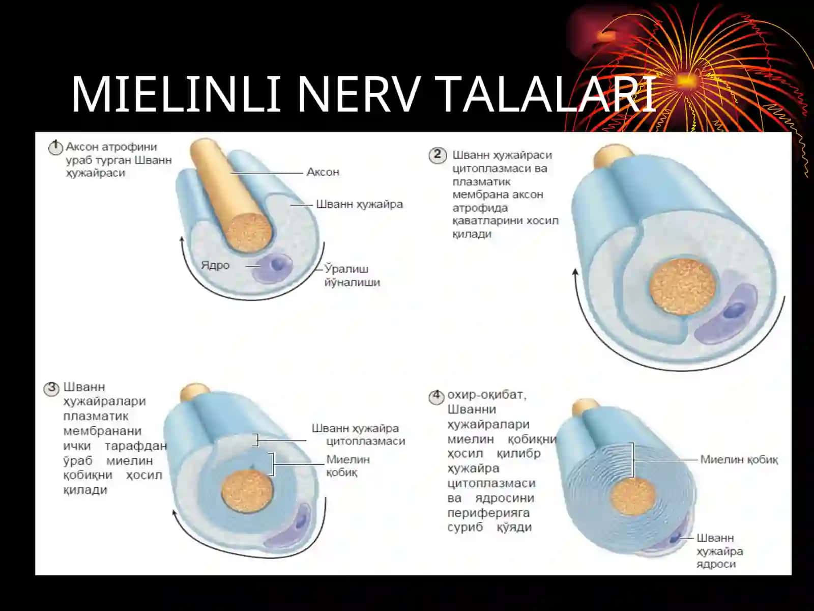 MIELINLI NERV TАLALARI 3