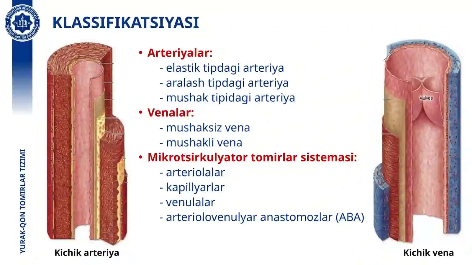 YURAK-QON TOMIRLAR TIZIMI 3