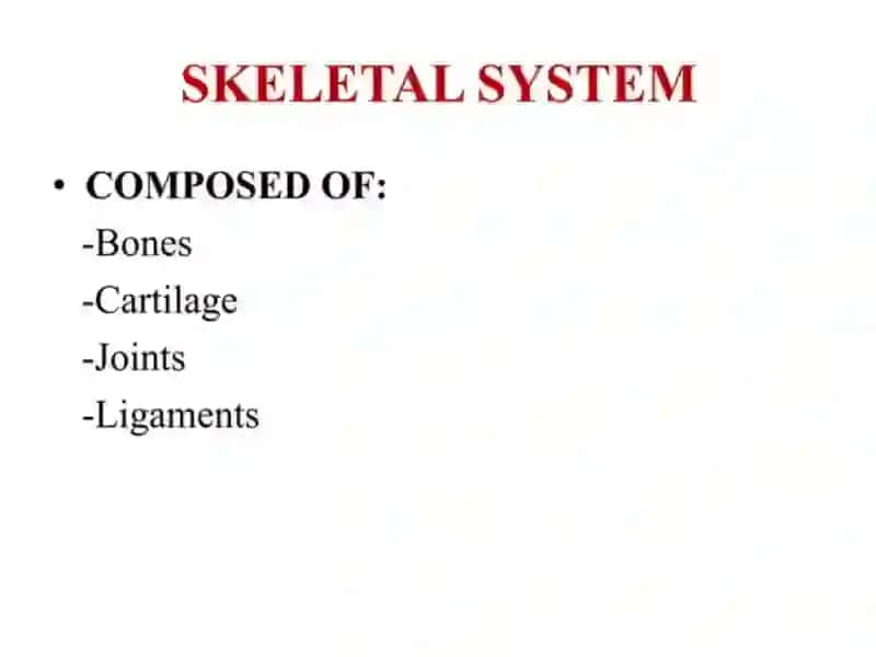 The skeletal system of a human being 3