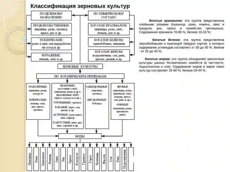 ОСНОВЫ АНАЛИЗА СОСТАВА ЗЕРНА И ХЛЕБА 3