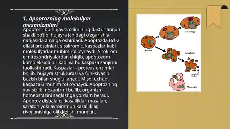 Apoptoz 3