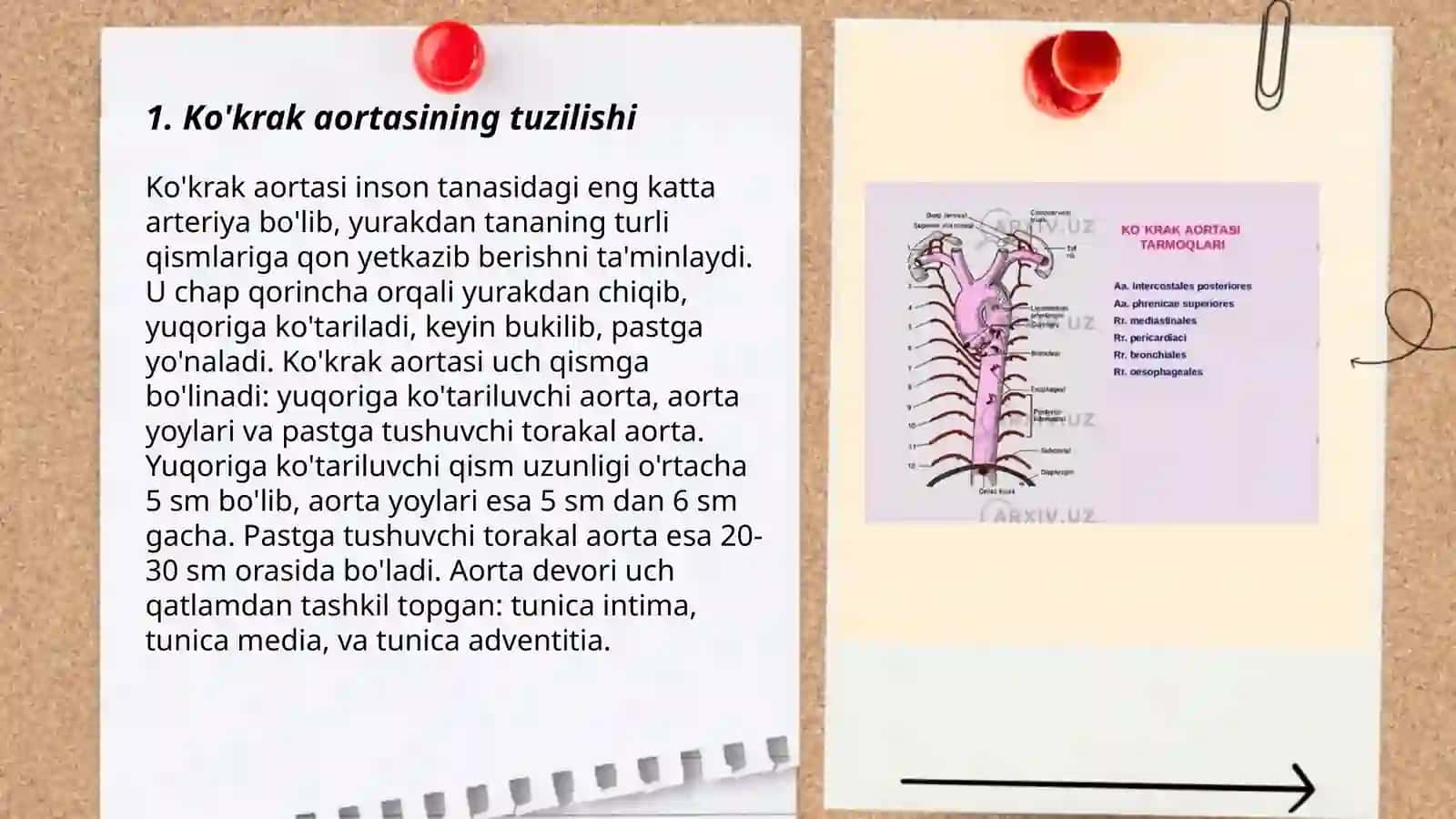 Ko'krak va qorin aortasi 3