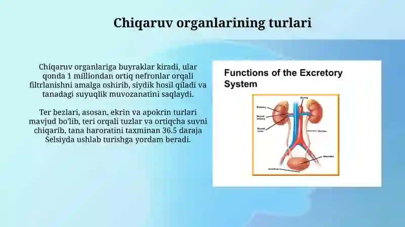 Chiqaruv organlari va ularning faoliyati 3